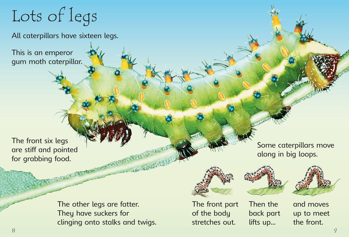 Usborne Beginners - Caterpillars & Butterflies